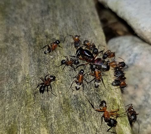 Carpenter ants surrounding a dying queen. We provide pest control services for ants and other pest issues in Connecticut.