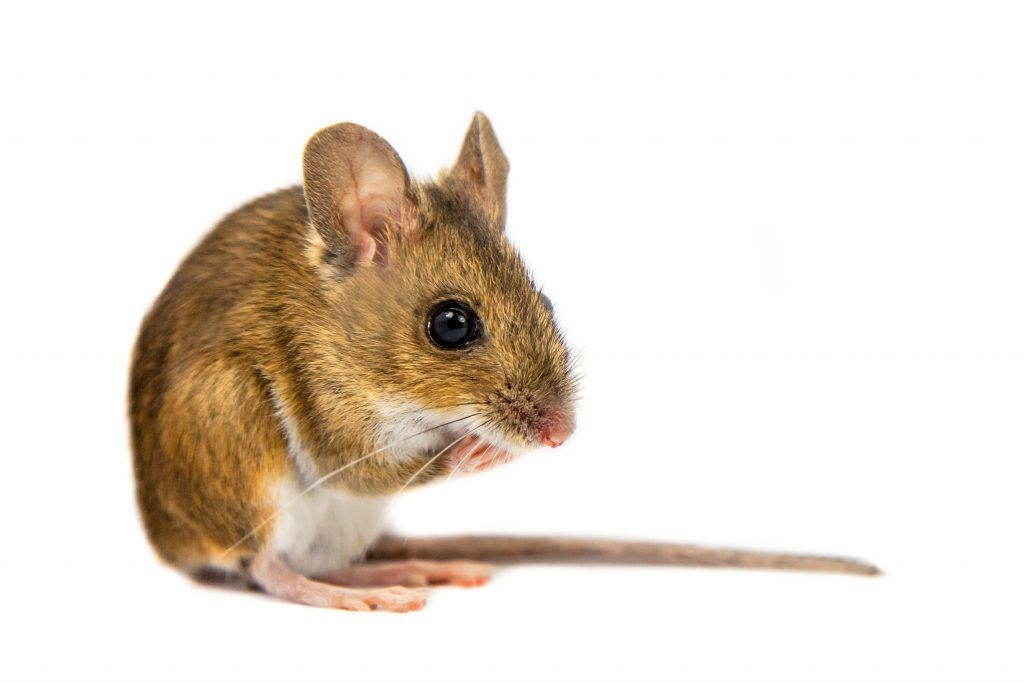A brouwn deer mouse sitting with a white background.