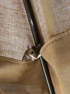 Mouse in a table umbrella.