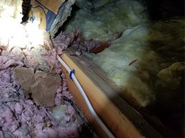Insulation Destroyed by rodents. Rodents use insulation for nesting material.