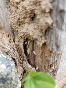 Pest Control for termites