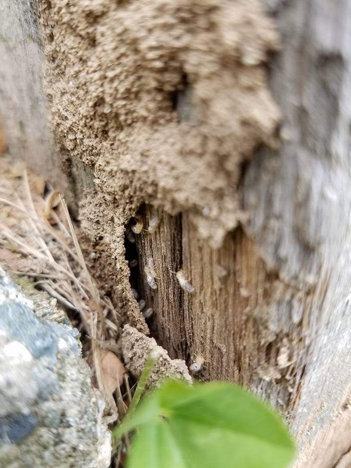 Pest Control for termites