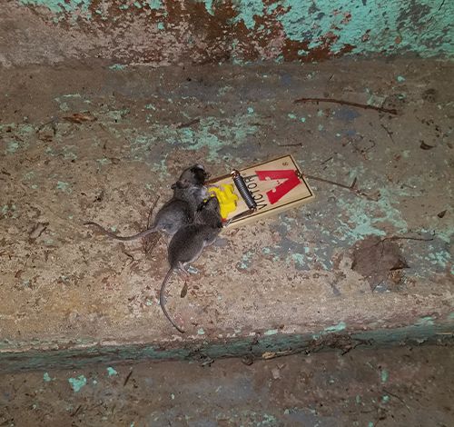 Two mice caught in the same trap