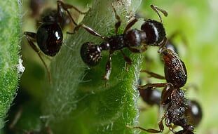 Pavement ant and other ant extermination services