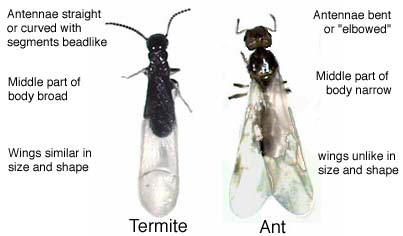 Side by side comparison of a carpenter ant swarmer and a termite swarmer