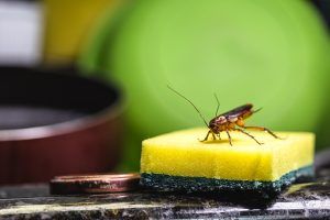 Cockroach on yellow sponge