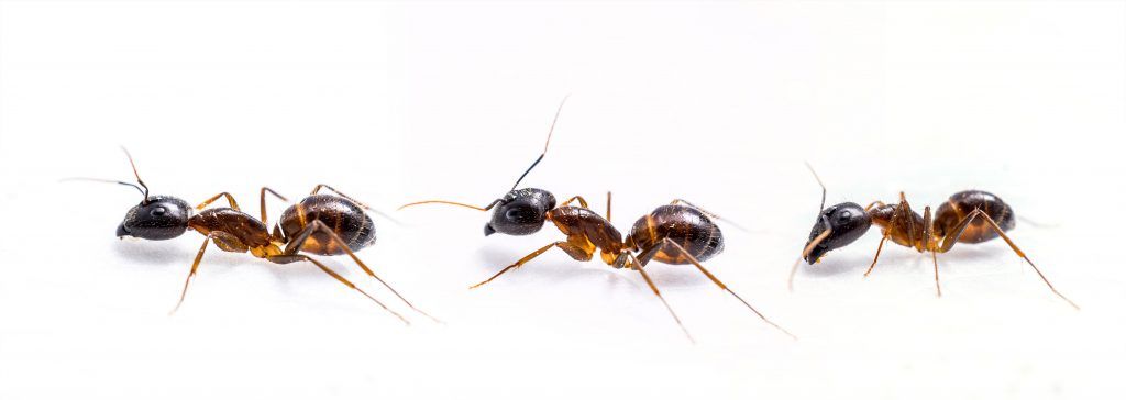 Ant exterminator - Pest Control