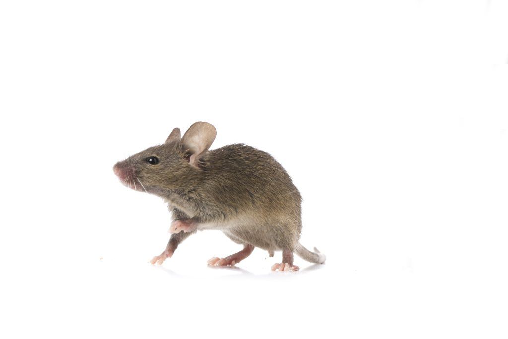 Mouse control Mouse repellant