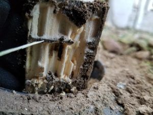 termites eating wood.