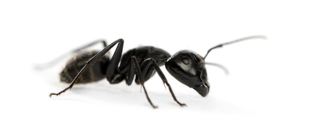 carpenter ant big and black