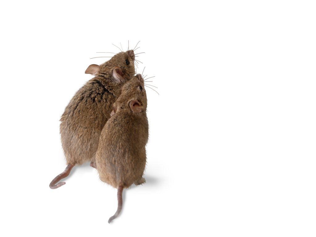 Two mice sitting next to each other and looking away from the viewer