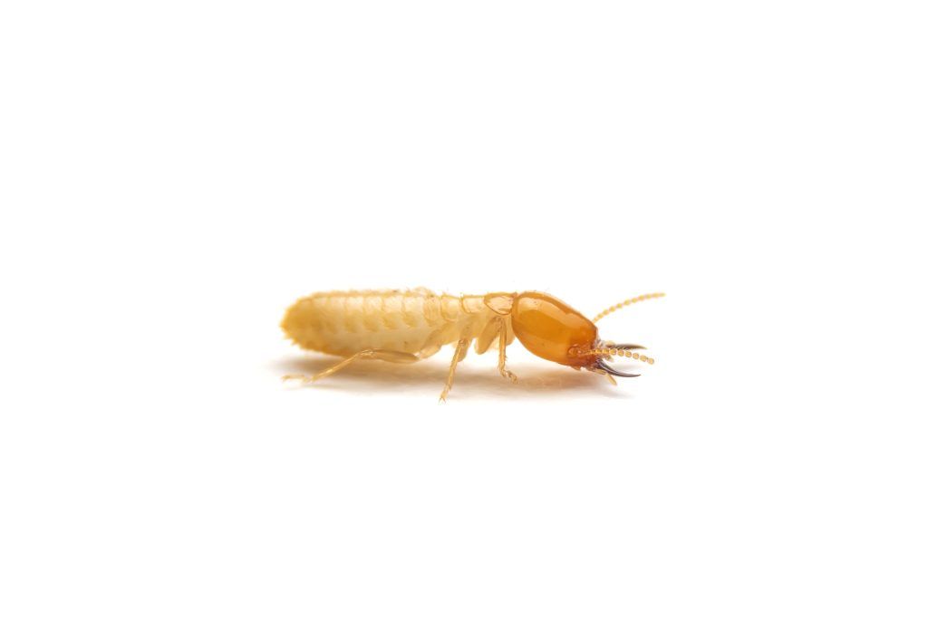 Termite on white background walking to the right